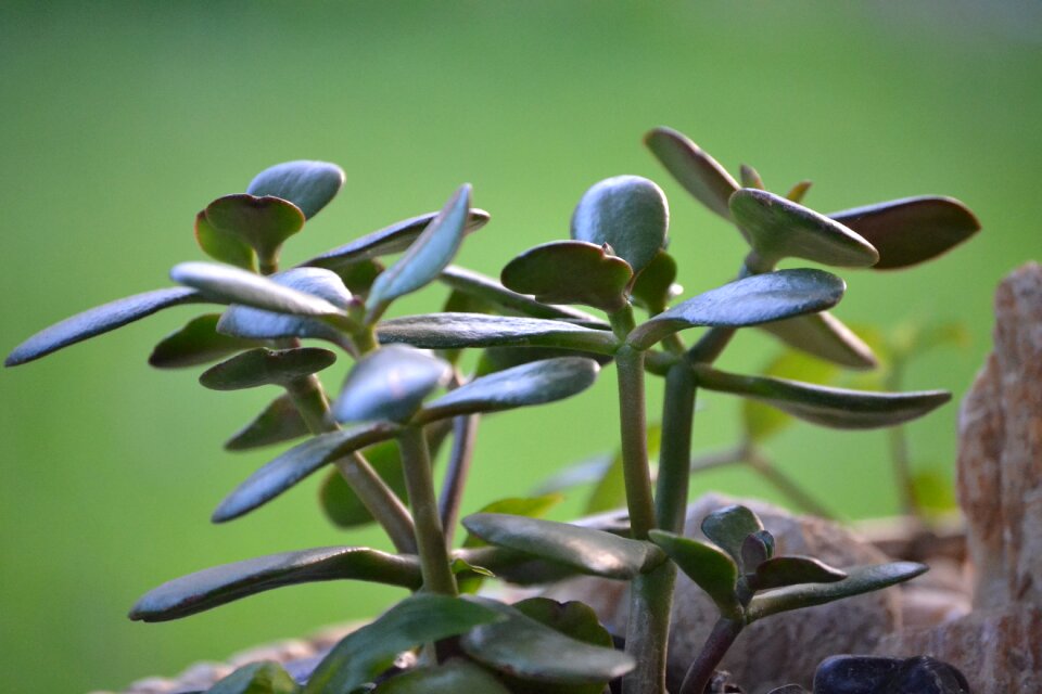 Green foliage nature