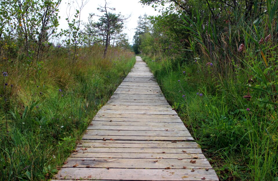 Plank road wood planks planks