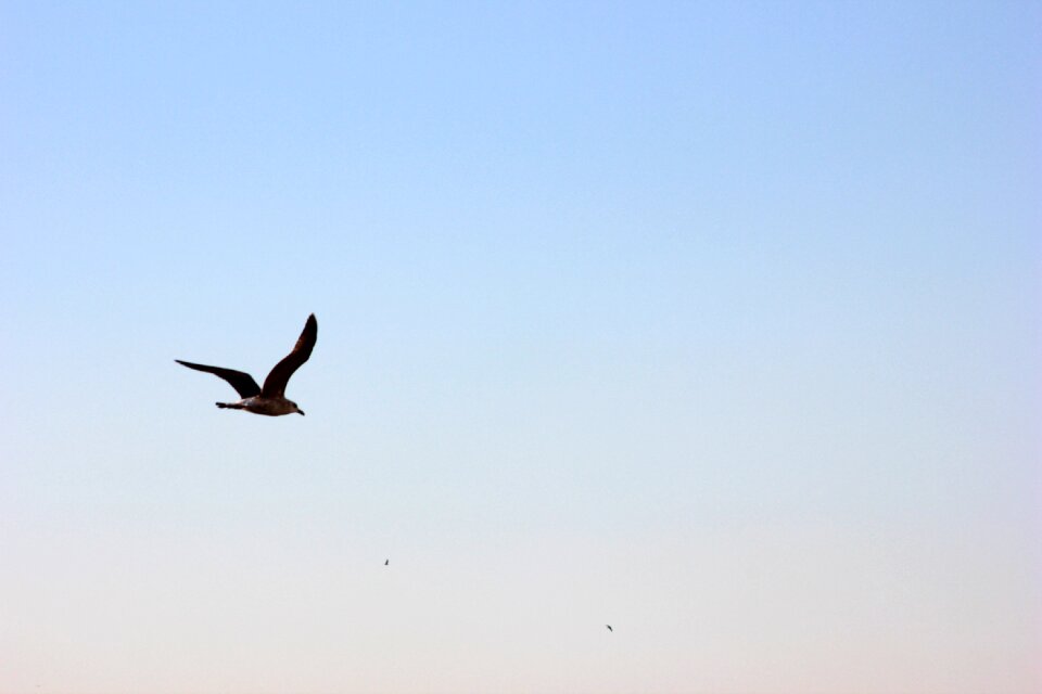 Wing flying sky photo