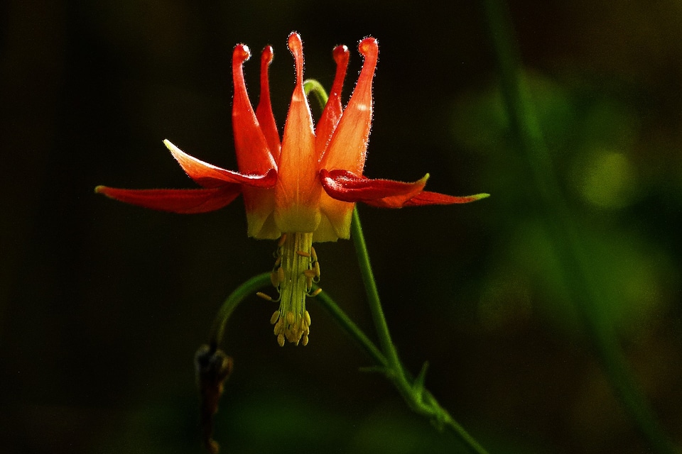 Red columbine aquilegia formosa wildflower - Free photos on creazilla.com