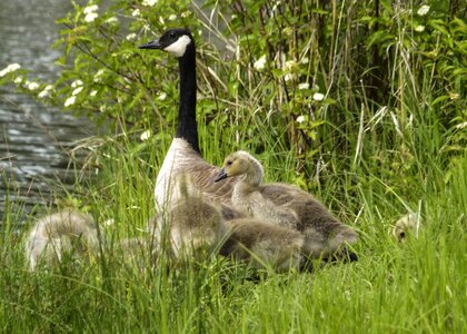 Nature wildlife gosling