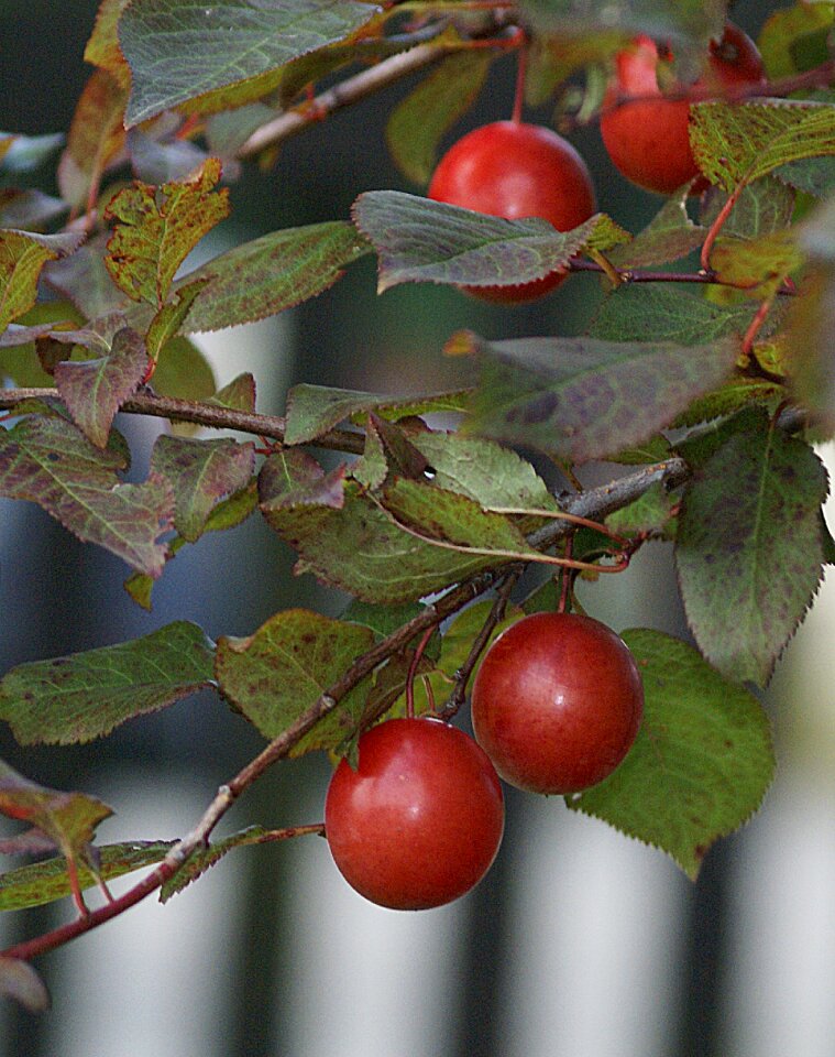 Plum branch allowing for plum name