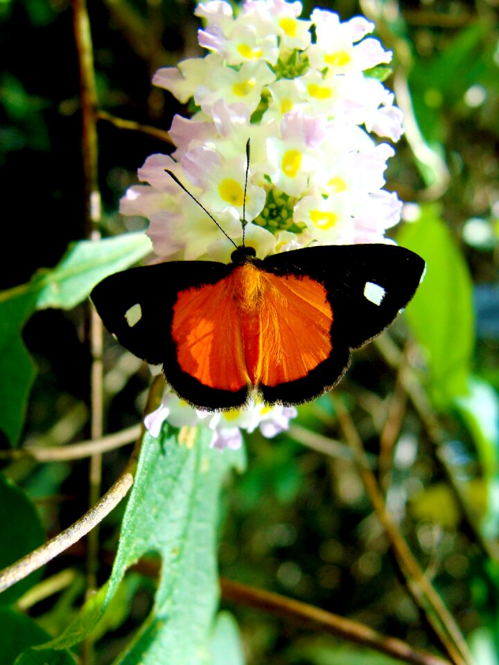 Animals orange beautiful