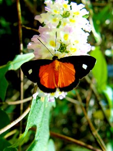 Animals orange beautiful