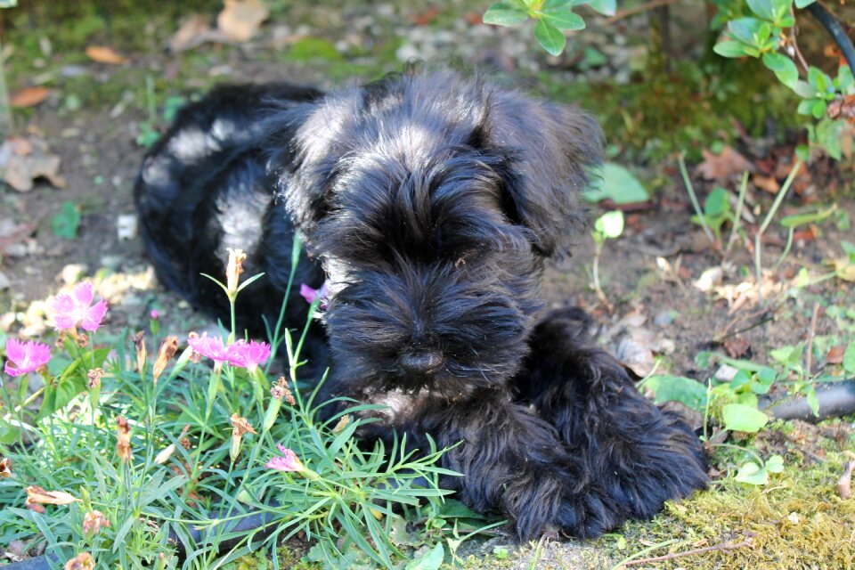 Puppy animal schnauzer nano