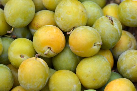 Plums nature fruit