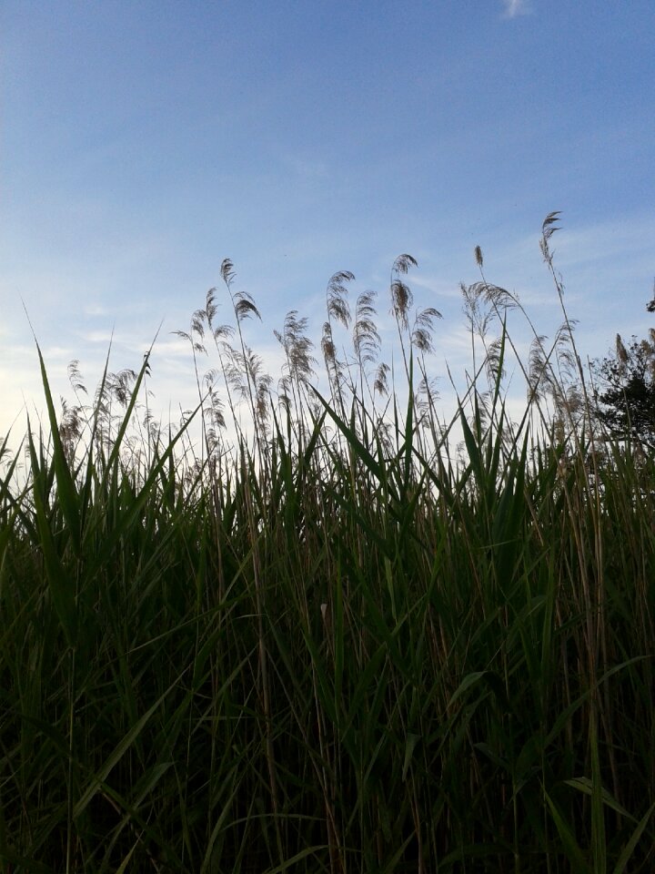 Grass sky nature
