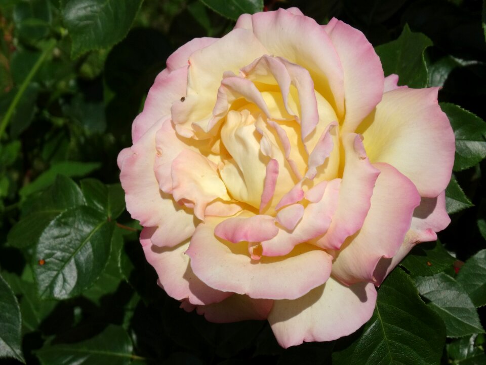 Rose bloom blossom bloom