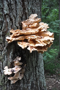 Trunk mushroom fungi photo