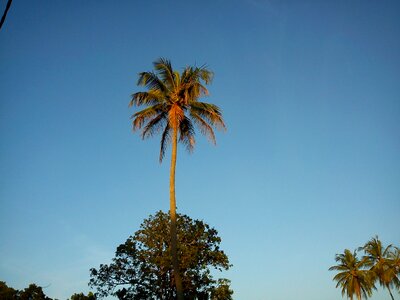 Coconut tree sky photo