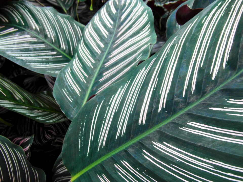 Green white striped