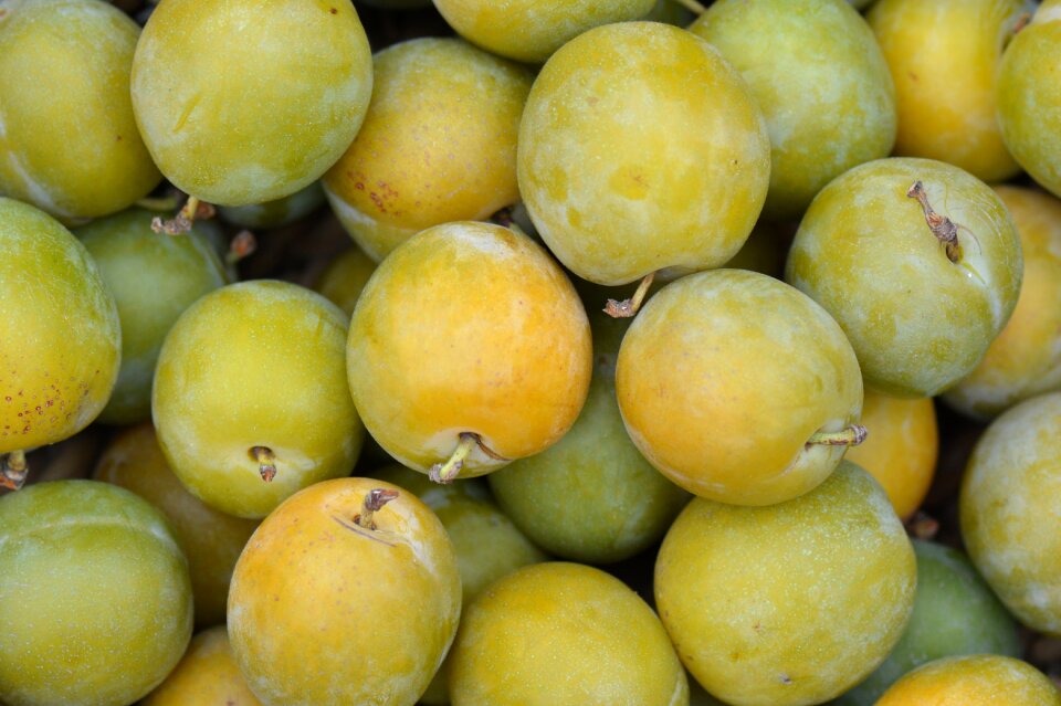 Plums reine claude fruit