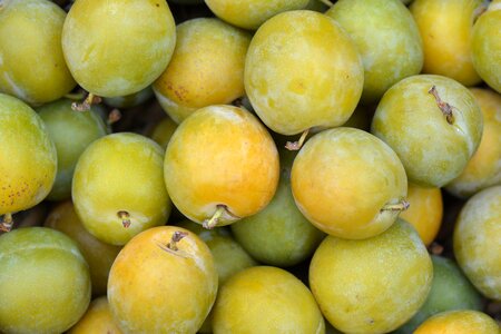 Plums reine claude fruit