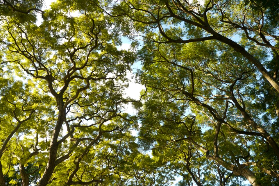 Woods branch spring