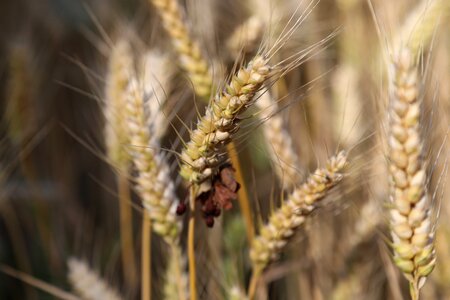 Cornfield cereal food