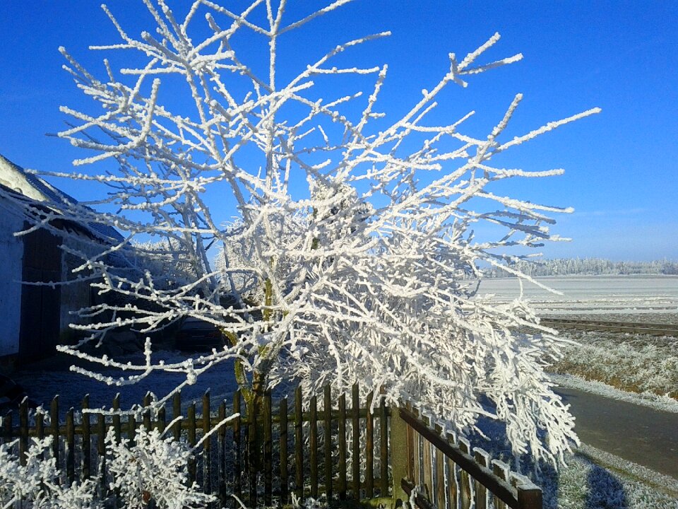 Branches frozen tree photo