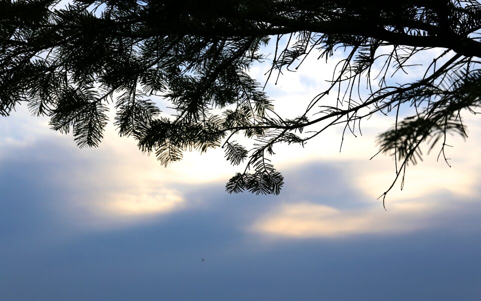 Spruce branch evening