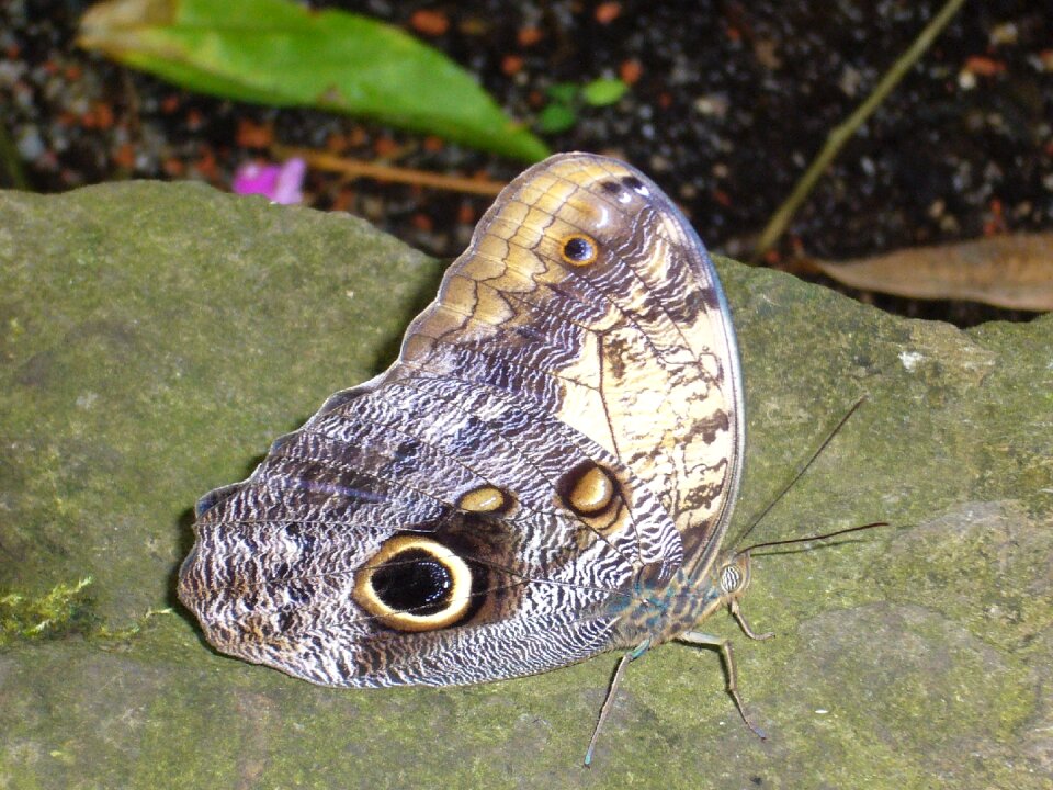 Stone butterflies nature