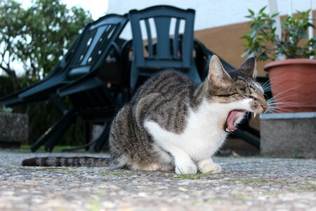 Yawn domestic cat animal photo