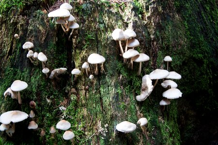 White beige moss