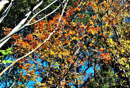 Twigs leaves orange photo