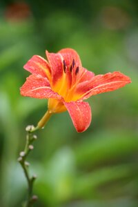 Lys orange macro photo