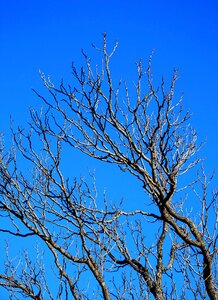 Twigs sky blue photo