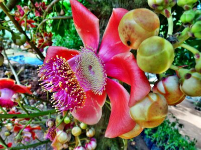 Langka flower garden