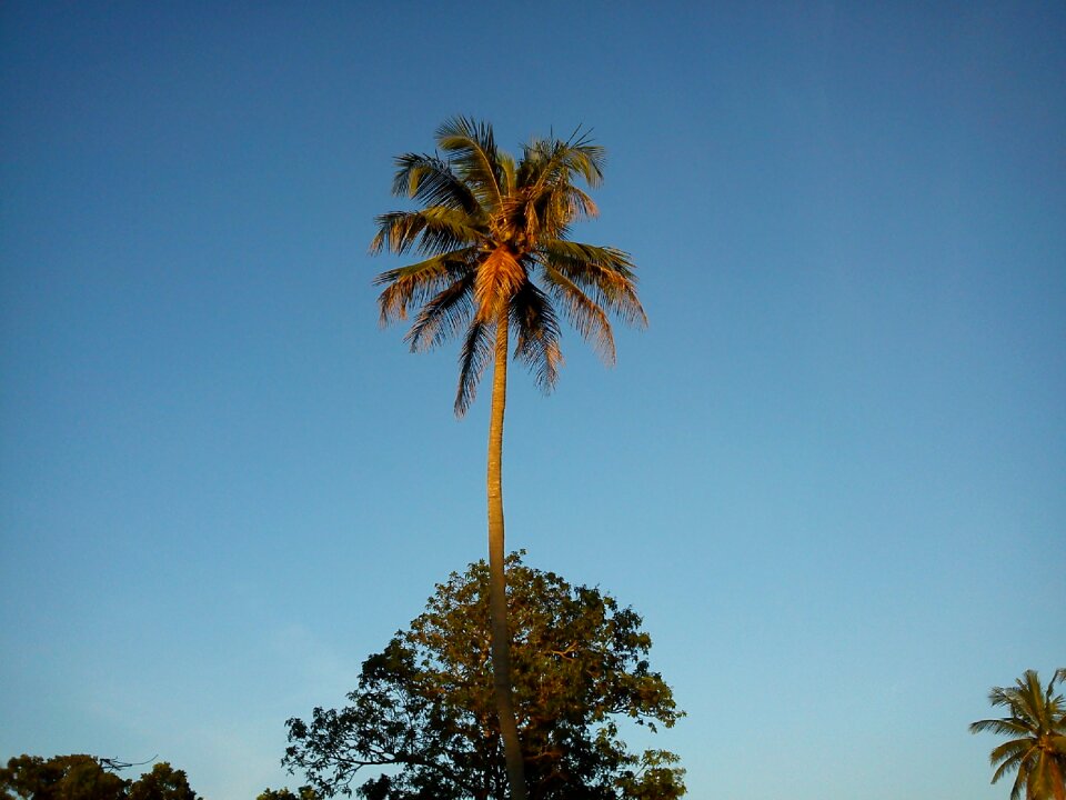 Nature coconut tree