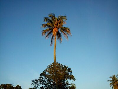 Nature coconut tree photo