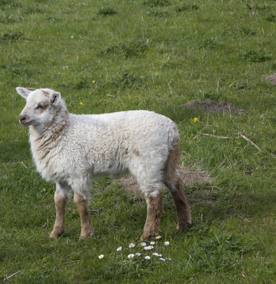 Cute animal world nature
