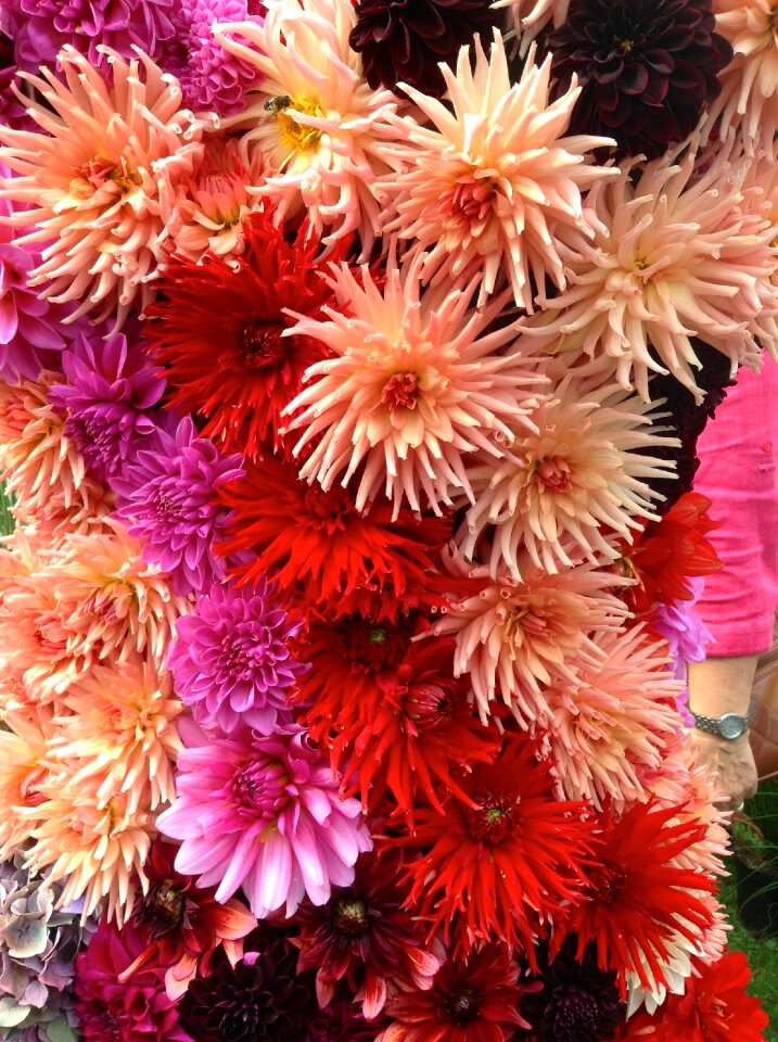 Dahlia summer flower nodule