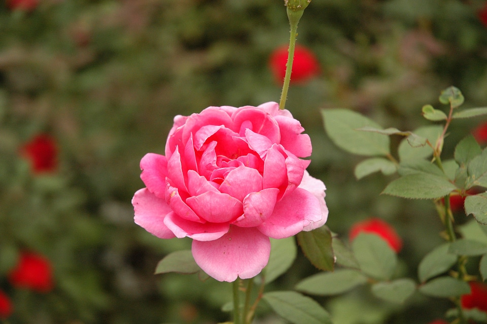 Blossom bloom petal