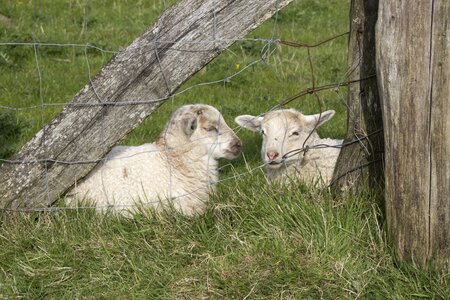 Sheep cute animal world