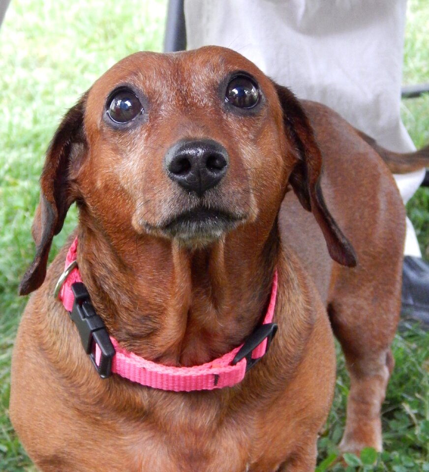 Purebred canine animal