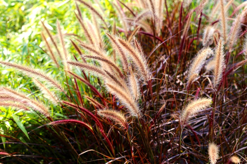 Fjärderborstgräs grass perennial