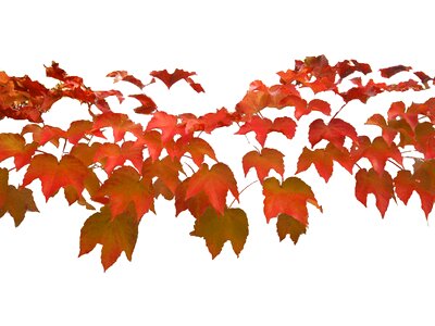Wine autumn background