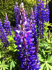 Violet garden plant photo