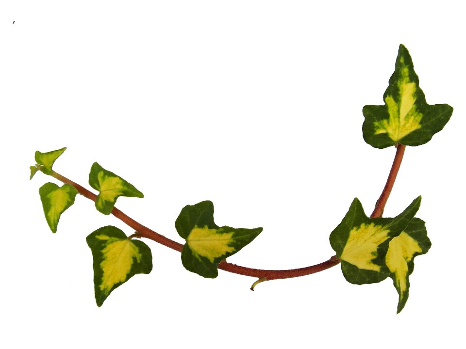 Autumn decoration climber plant