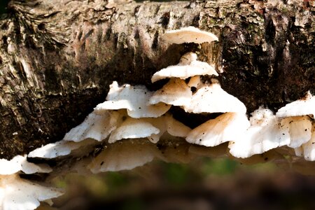 Fibrous felty white