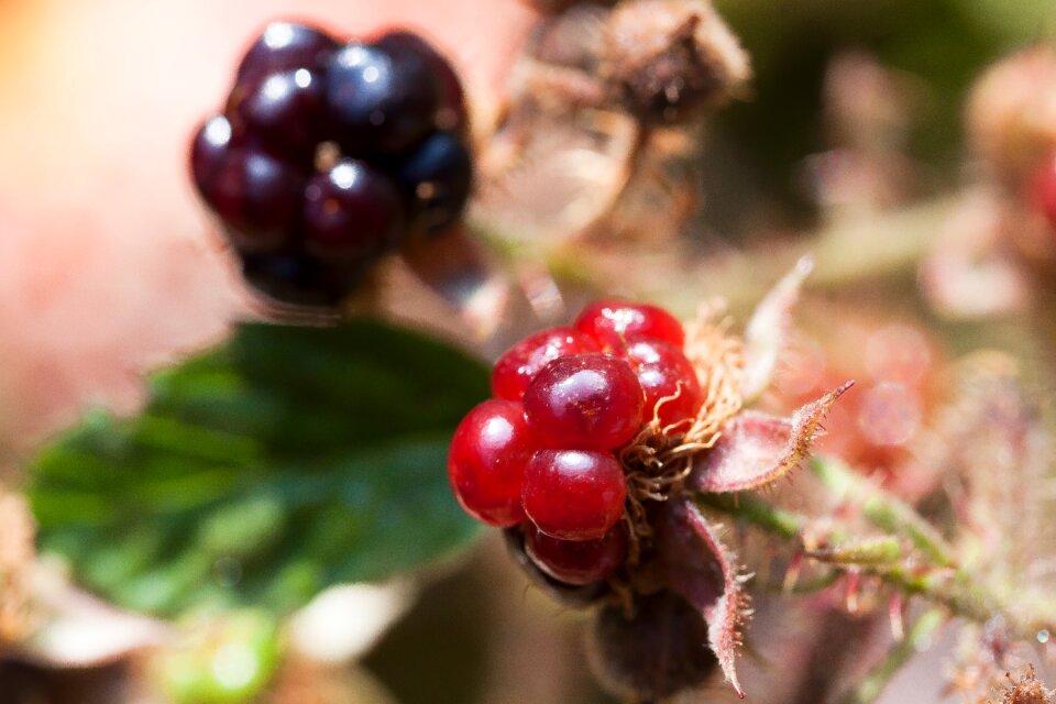Genus fruits ripe