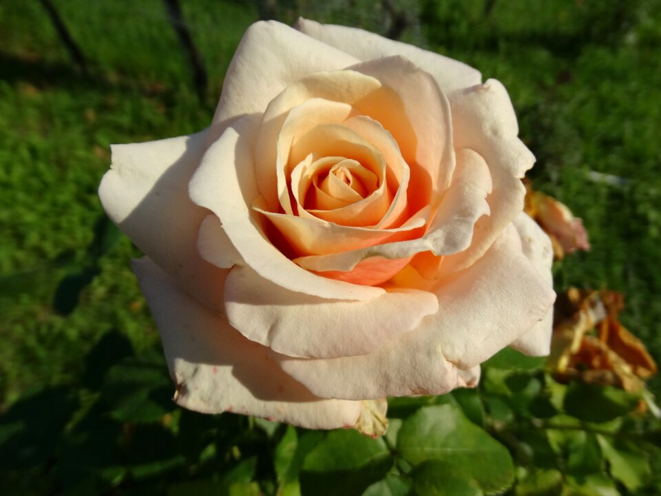 Rose bloom nature romantic