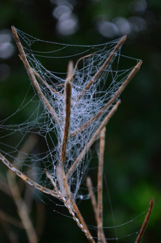 Web case nature