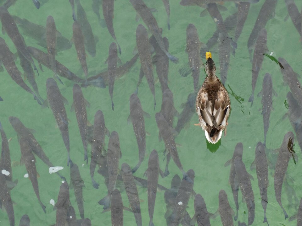 Swim swarm fish swarm