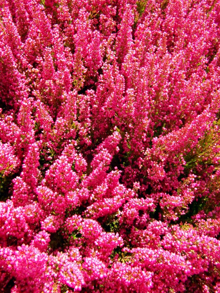 Bloom autumn color strong