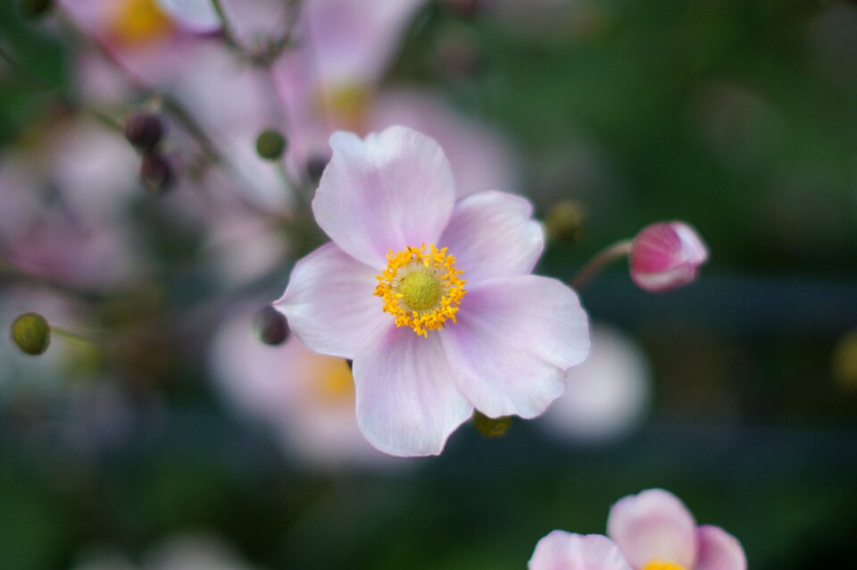 Blossom bloom pink