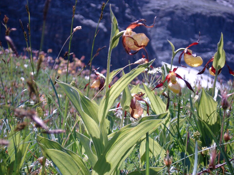 Orchid flower frauenschuh