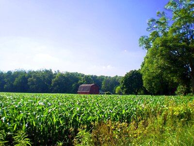 Nature agriculture field