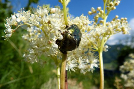 Meadowsweet rose beetle flowers