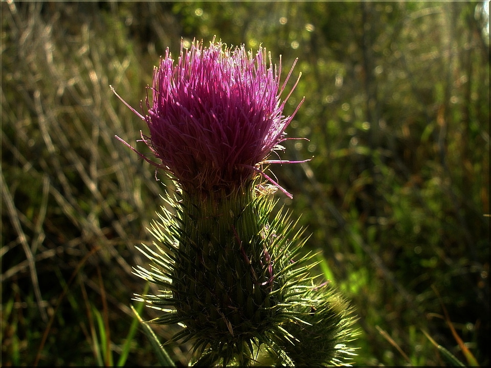 Close up nature meadow